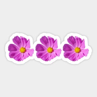 Three Pink Cosmos Flowers Floral Photo Sticker